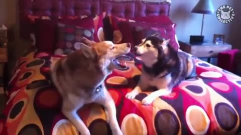 Funniest and Husky videos ___ Funny and cute dog videos