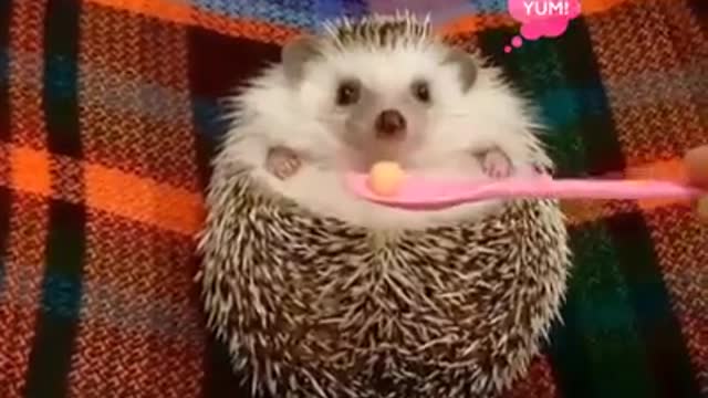 A super cute hedgehog eating his meal. Sound ON!