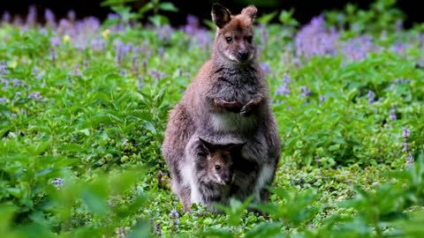 video with kangaroos