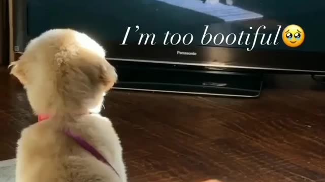 Funny dog and cute cat video compilation.