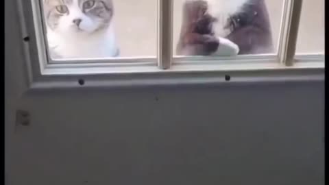 Funny cats