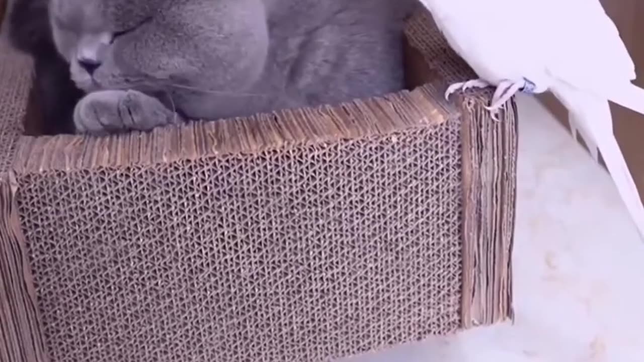 Funny Cute Super Chill Cat and Bird Friends \ Very cute cats