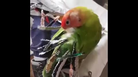 CuteParrotsVideosCompilationcutemomentoftheanimalsSooCute1p7