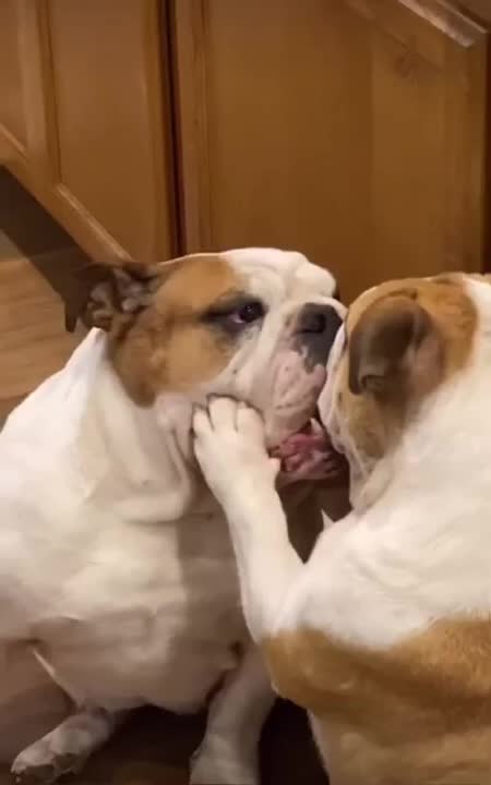 CACHORROS FOFOS / FUNNY Funniest Animals #shorts