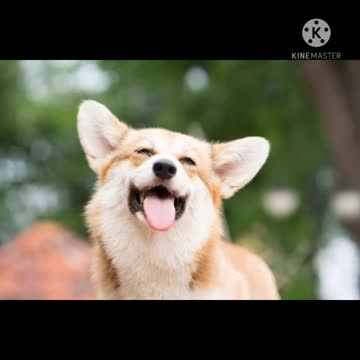 animals funny video. try not to laugh