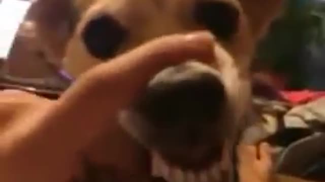 The dog makes fun la-la-la
