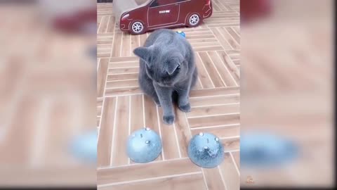 Cat funny video