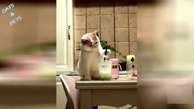 Hilarious Cat Fails Cat 2020 - Funny Videos 2020 - Funny Fails