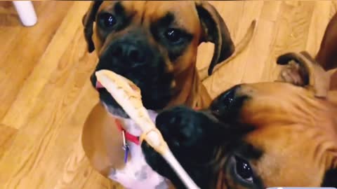 Classic Boxer Dog and food