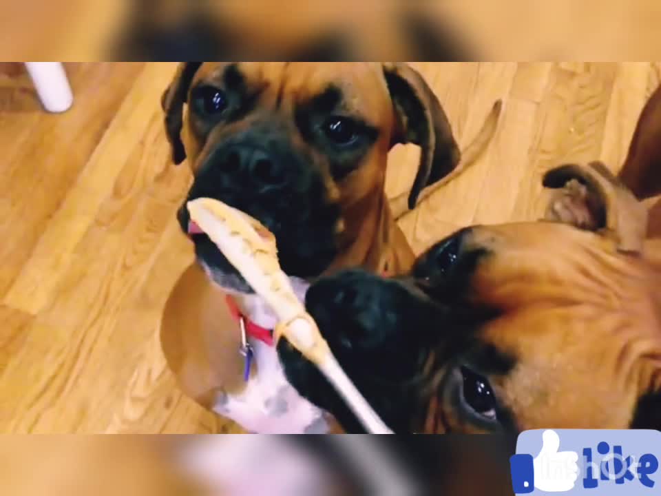 Classic Boxer Dog and food