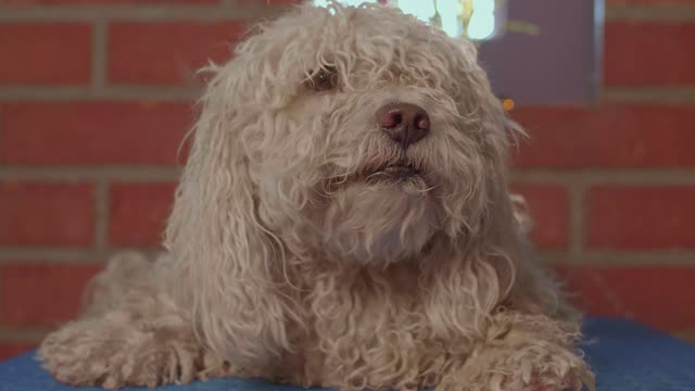 A dog waiting for a haircut