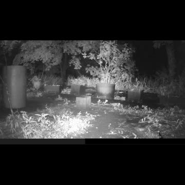 EA S16 - The Coon is Fine, I Promise