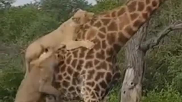 Giraffe Gives Lions a ride#shorts #wildlife