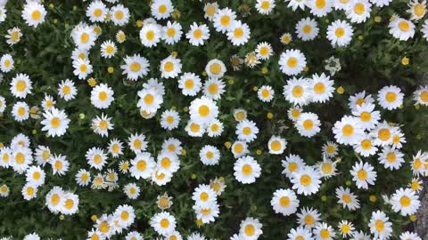 A bunch of daisy