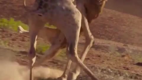 It's not what you expected!. #shorts #amazing #animals