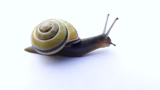 the gait of the snail