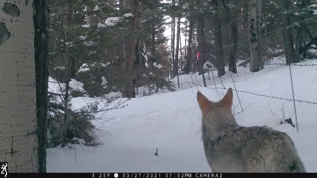 Coyote Posing