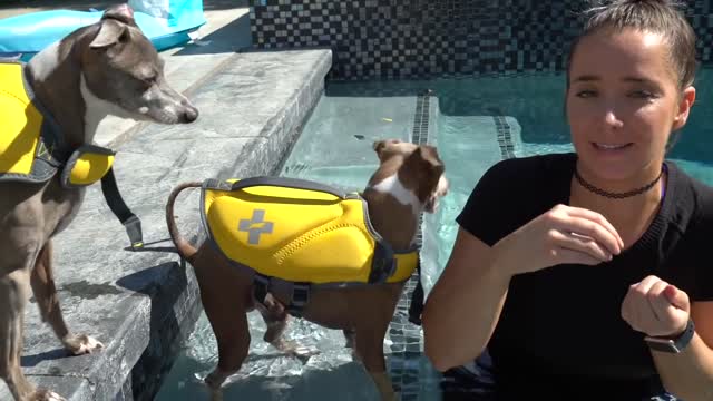 Teaching My Dog How To Swim - 2021