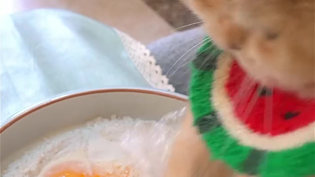 Funny cat making tasty food 🥝🥝🥝🥑🥑