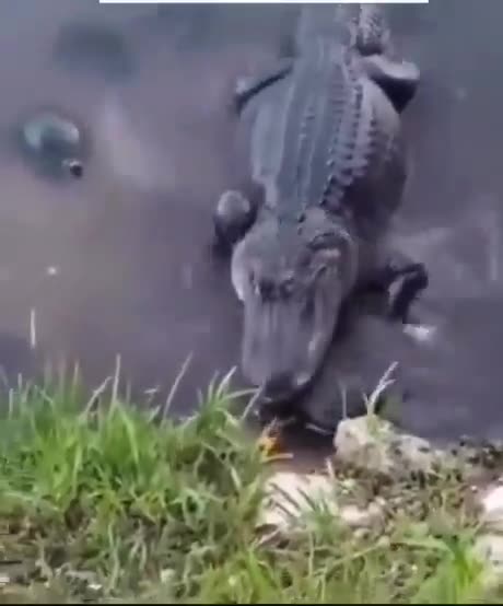 What is courage! 😂