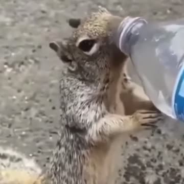 Animal thirsty
