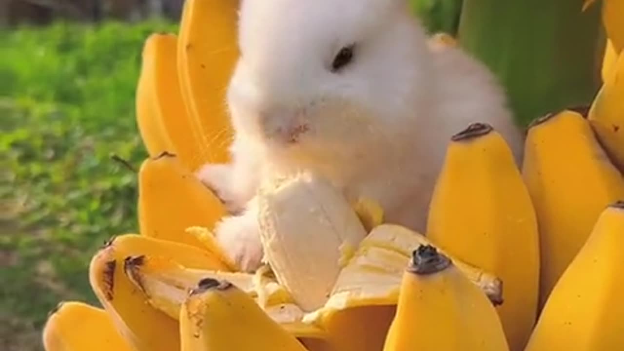 The little bunny that loves eating bananas.