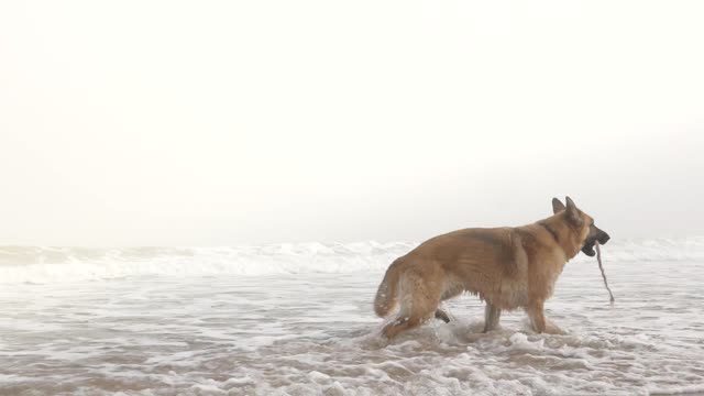 Dog - 24567