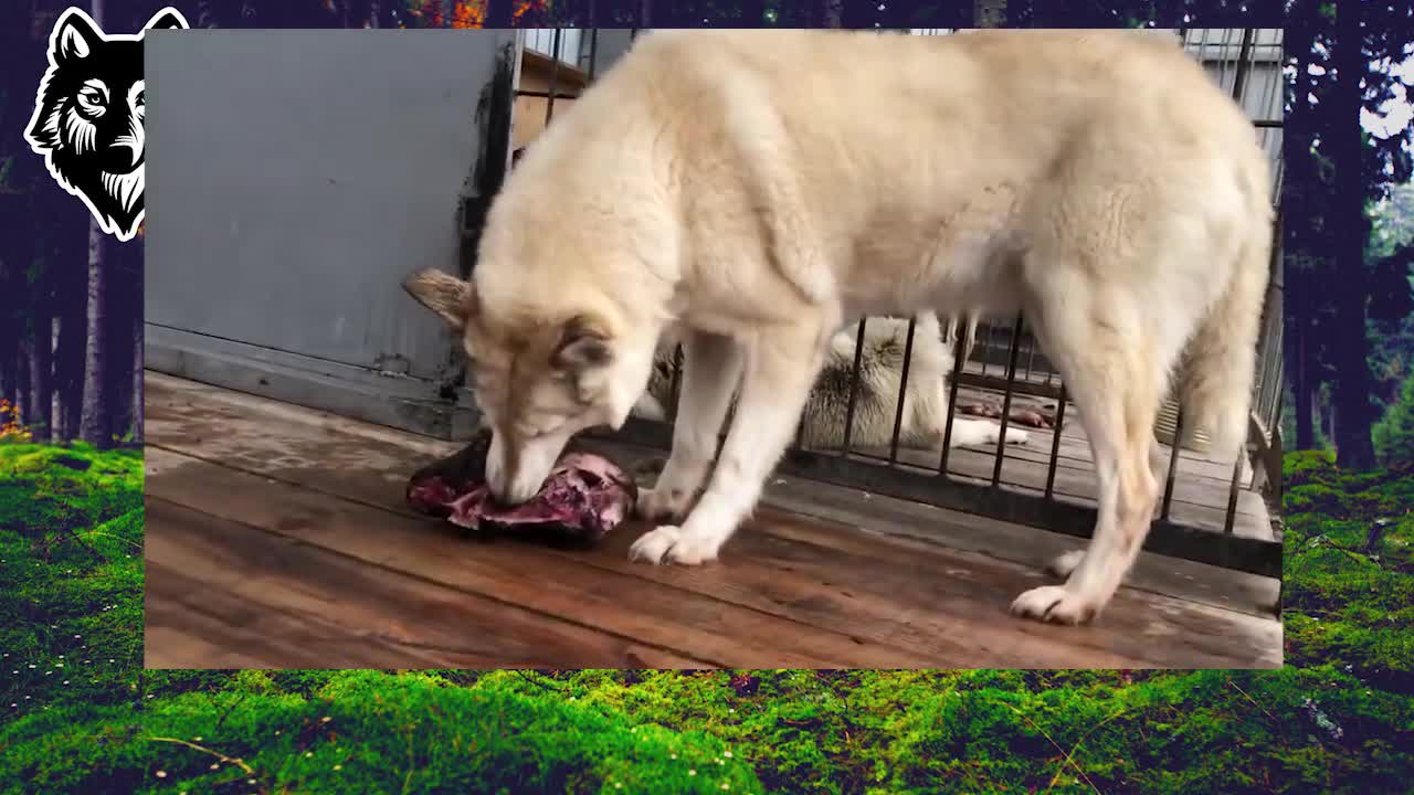 CANADIAN WOLF AKELA EATS A MOOSE TOGETHER WITH A WEST SIBERIAN LAIKA