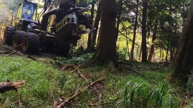 Logger Cuts Trees with a Huge Machine!