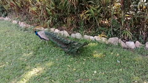 The Beauty of the Peacock