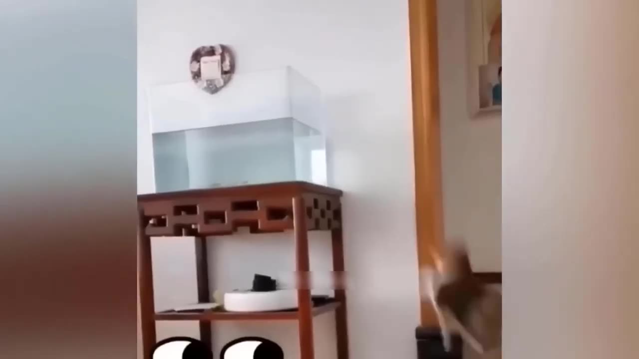 Funny animals video