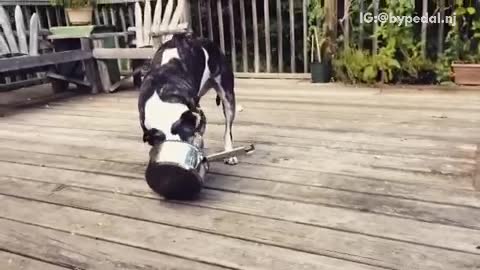 Black and white dog plays with metal pot