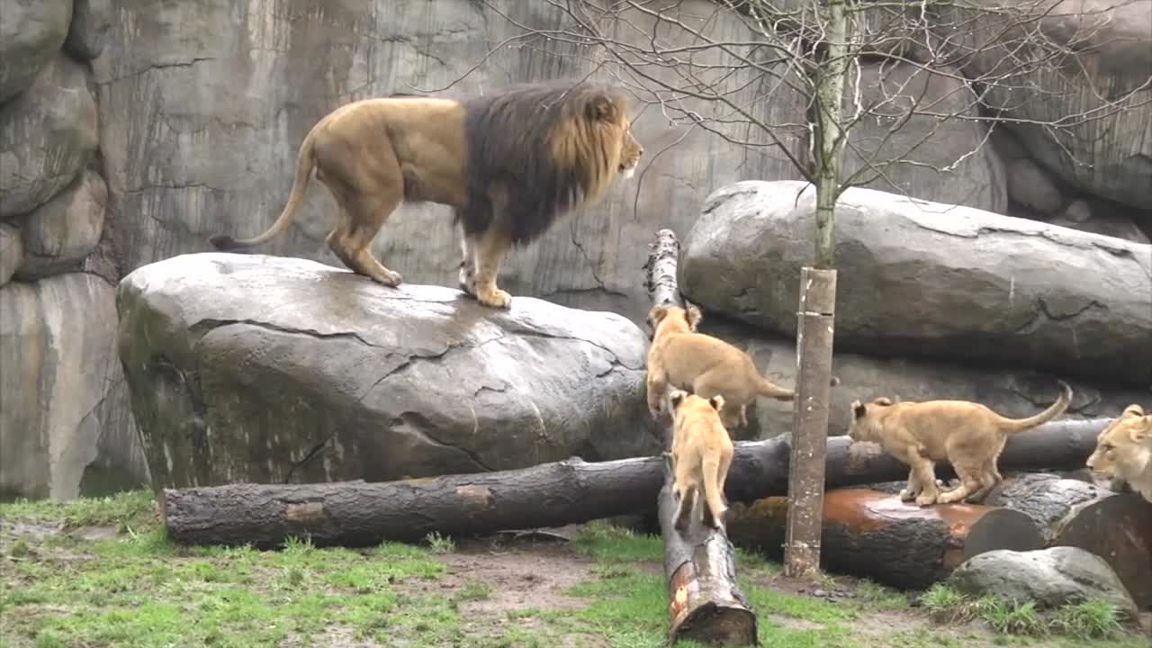 Lion cubs meet dad