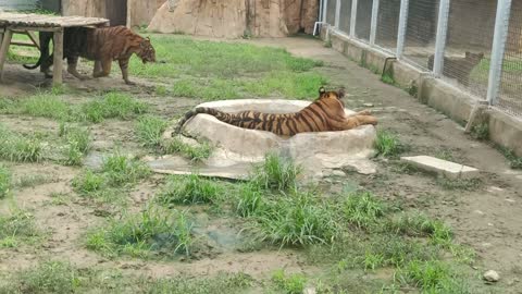 Tigers also like to take a bath