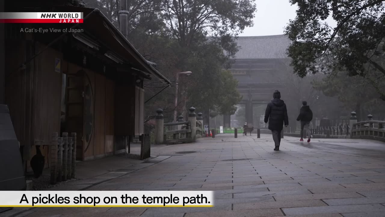 Nara's Todaiji Temple: Deer and Cats - A Cat's-Eye View of Japan