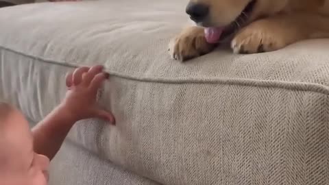 Baby kissing puppies 😍