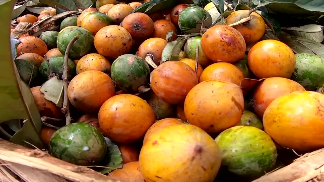 Nigerian firm hopes 'star apple' booze will shine