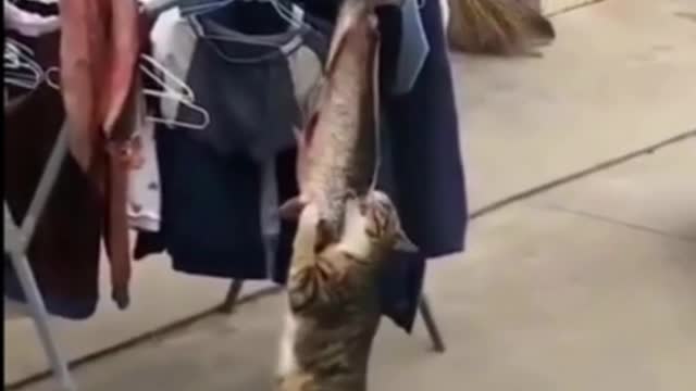 Master, this cat is stealing fish - Funniest Cats