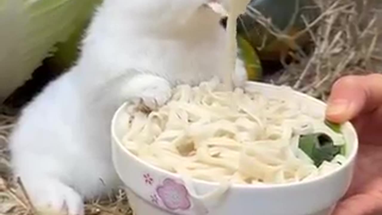 Little rabbit eats noodles