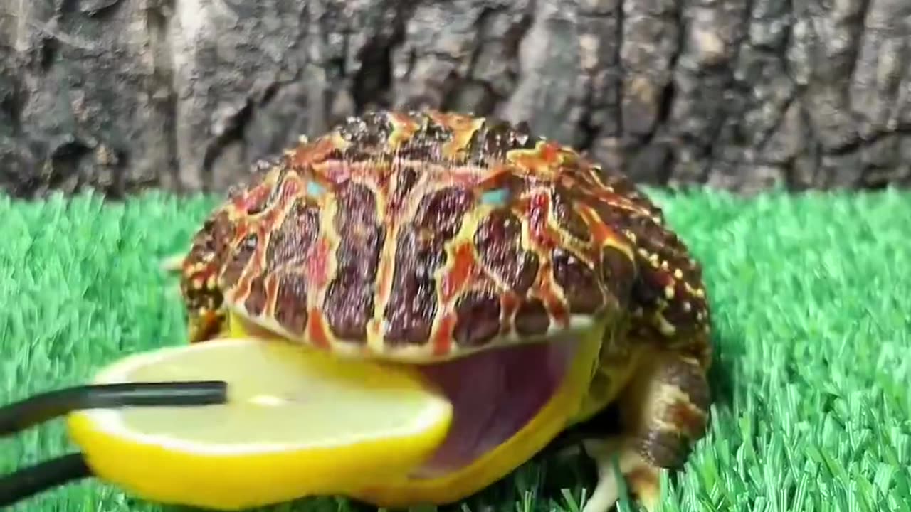 Cute frog funny video