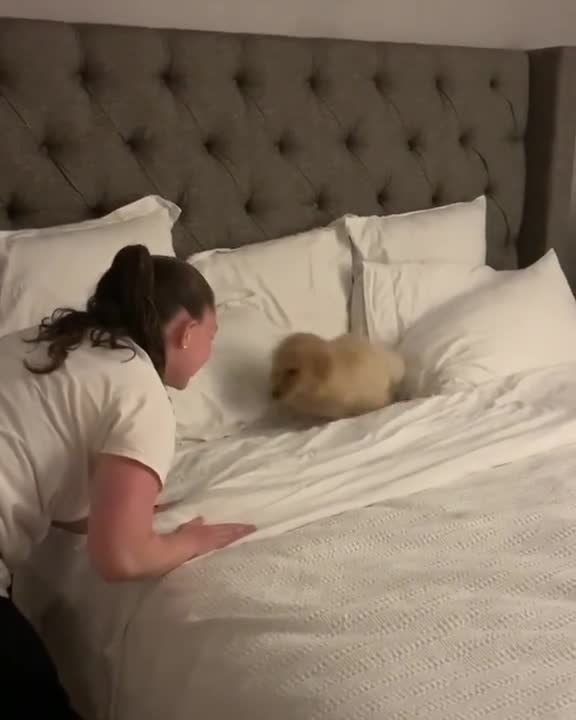 Cutest Golden Retriever puppy playing on the bed with owner
