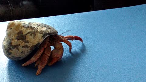 Hermit Crab!