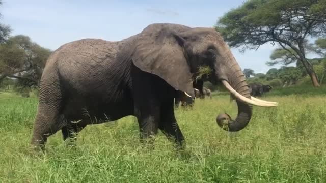 Elephant Nature Earth Uganda Africa Wildlife New HD 2021