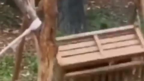 funny animals video 2024