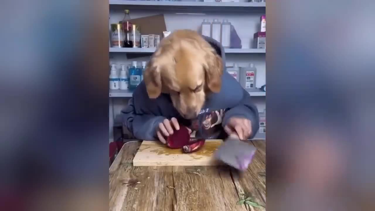 1 Hour Trending Funny Dogs And Cats Videos 😂 Funniest Cats and Dogs