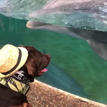 Service Dog Incredibly Plays With Dolphin At SeaWorld
