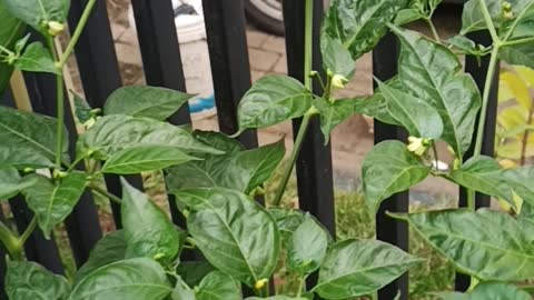 Growing Chili