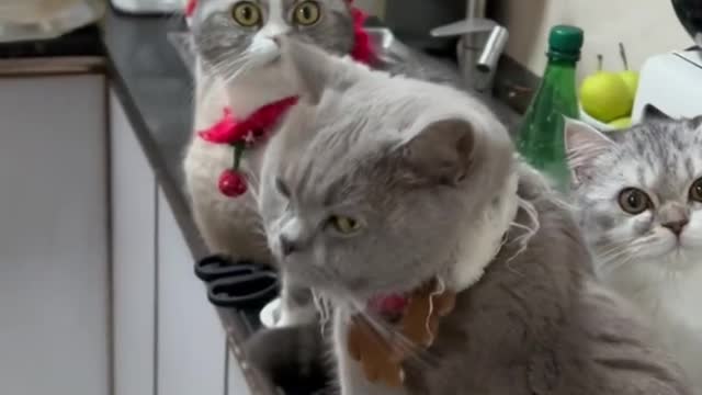 cat daily funny moments part.12