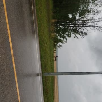 2nd attempt to film a deer