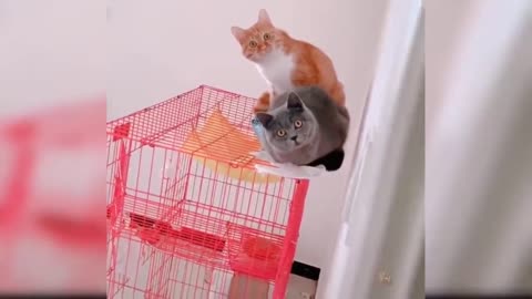 Must Funny Cats